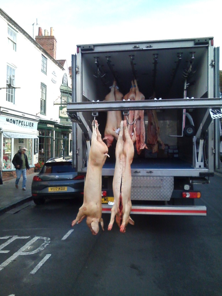 022 WM Stratford Hogs