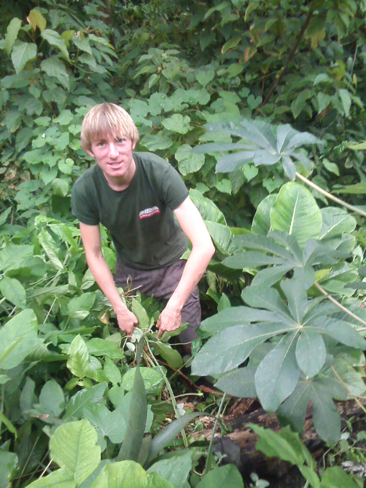 RR1 PLATE 2 EDEN WORKER RAINFOREST BIOME